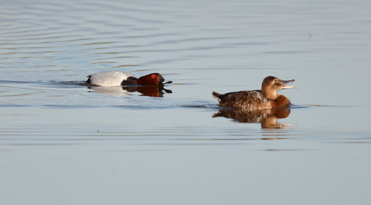 Common Pochard - ML619618404