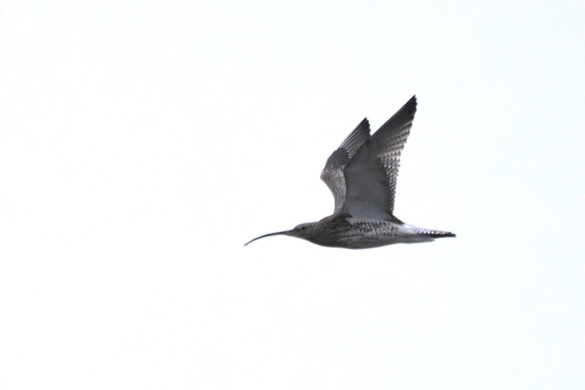 Eurasian Curlew - Michał Kica