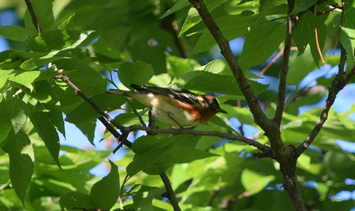 Bay-breasted Warbler - ML619618407