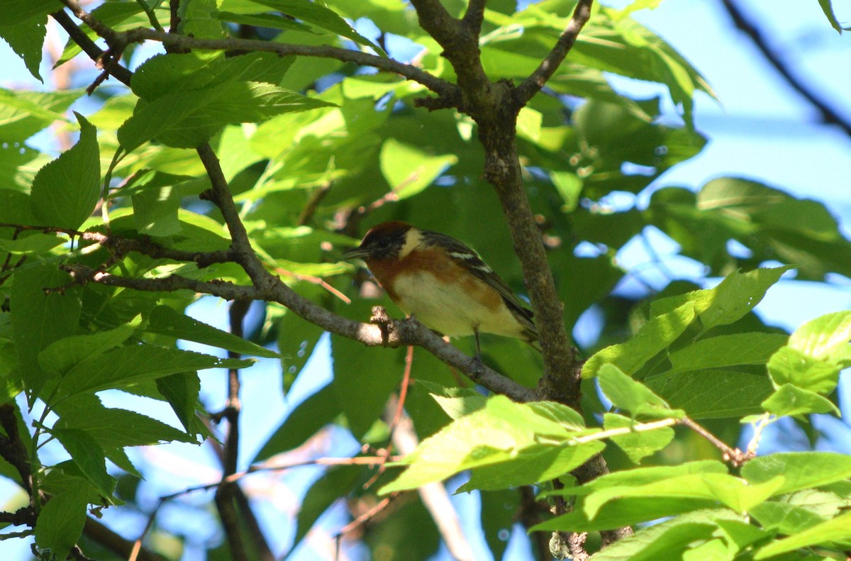Bay-breasted Warbler - ML619618408