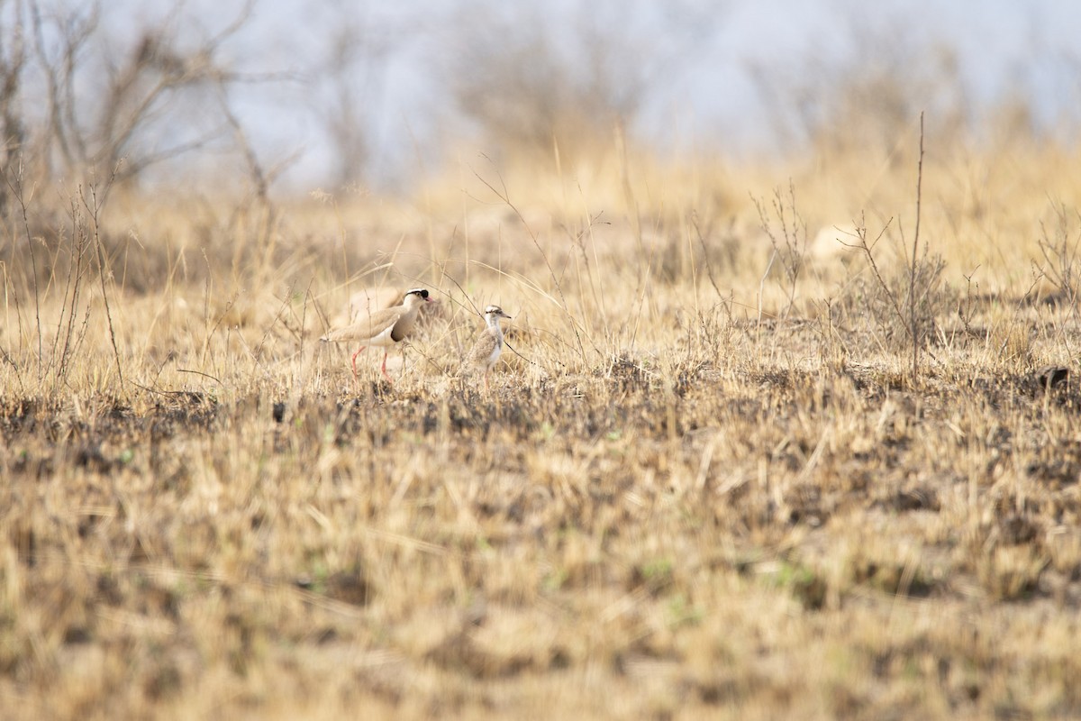 Crowned Lapwing - Christiaen MOUS