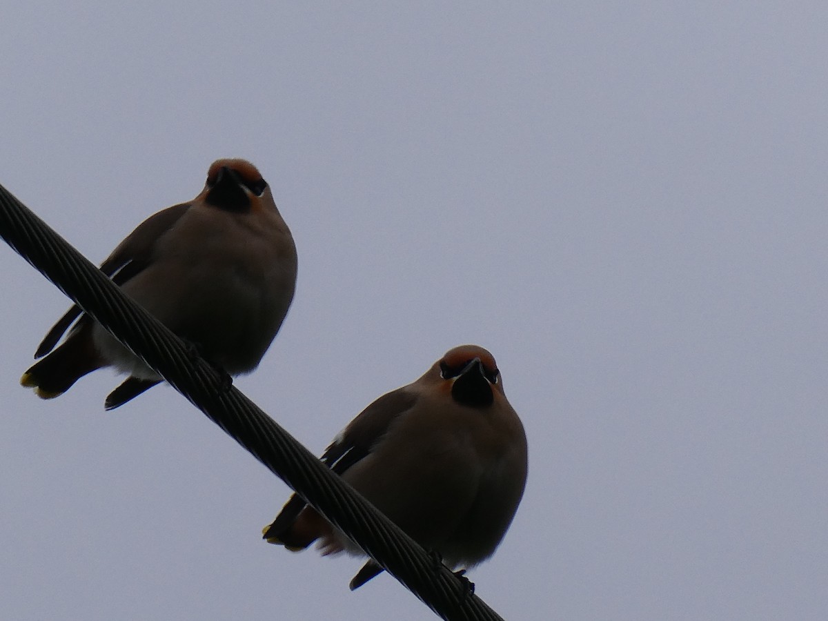 Bohemian Waxwing - Tomáš Koranda