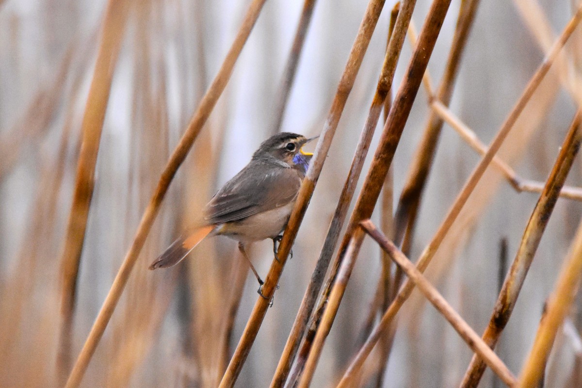 Bluethroat - Michał Kica