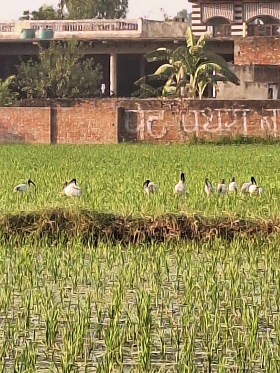 ibis černohlavý - ML619618416