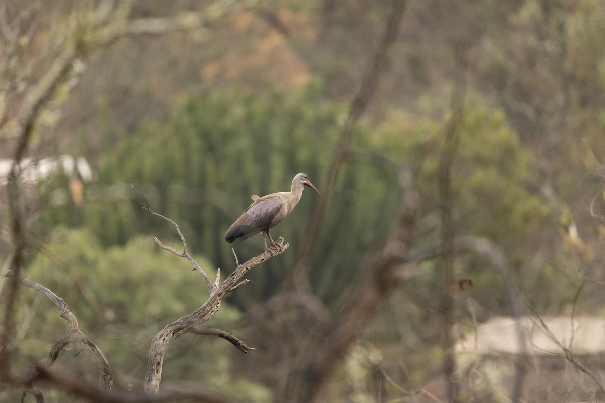 Ibis hagedash - ML619618424