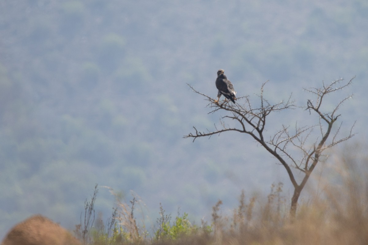 Jackal Buzzard - ML619618426