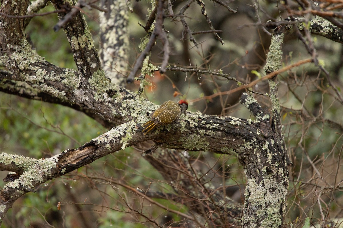 Golden-tailed Woodpecker - Christiaen MOUS