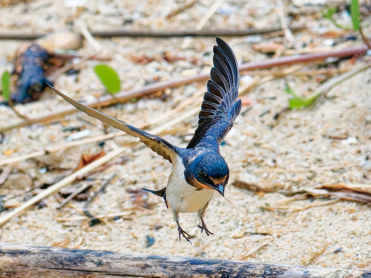 Barn Swallow - Ravi Iyengar