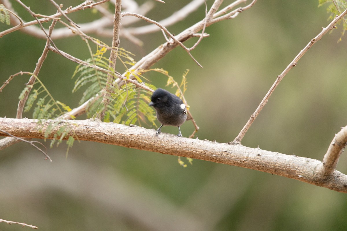 Southern Black-Tit - Christiaen MOUS