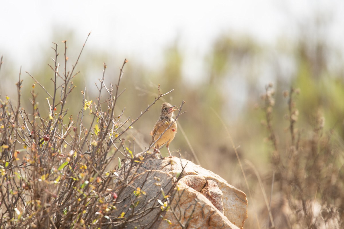 Rufous-naped Lark - ML619618434