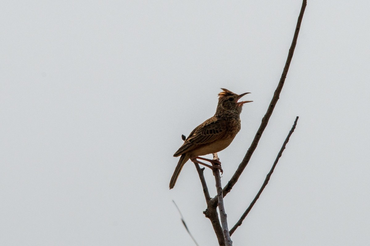 Rufous-naped Lark - Christiaen MOUS