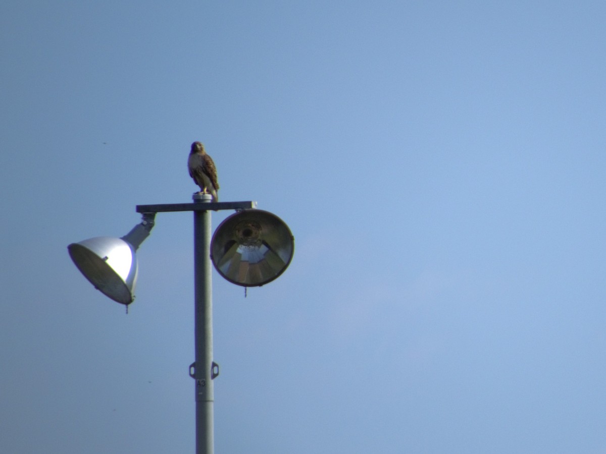 Red-tailed Hawk - Anonymous