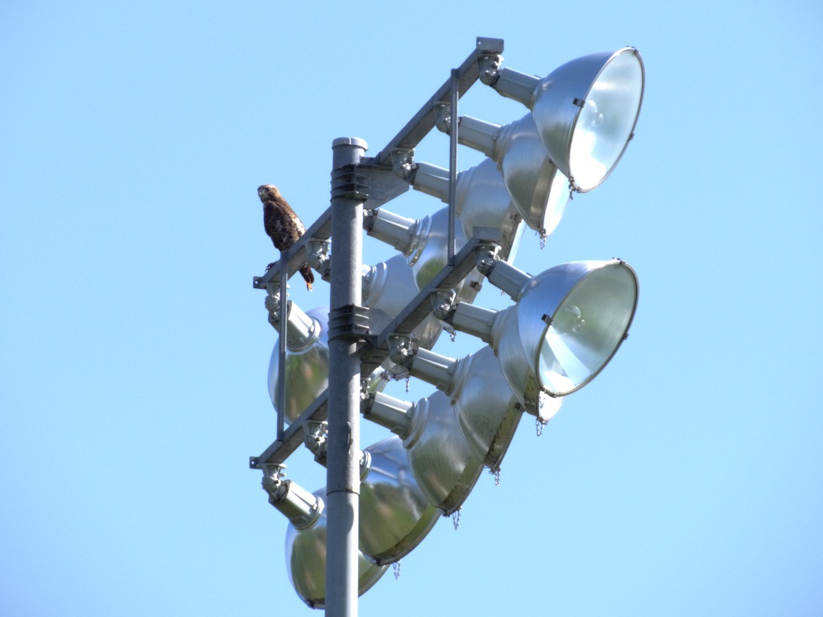 Red-tailed Hawk - Anonymous