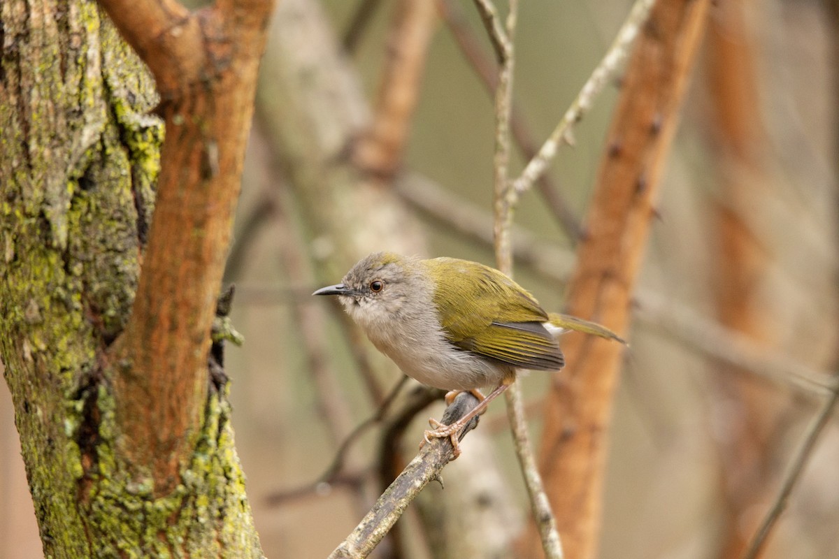 Green-backed Camaroptera - ML619618439