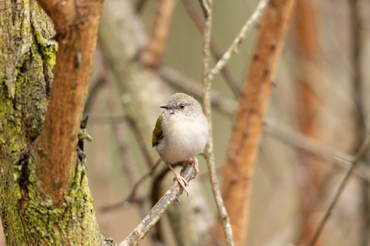 Green-backed Camaroptera - Christiaen MOUS