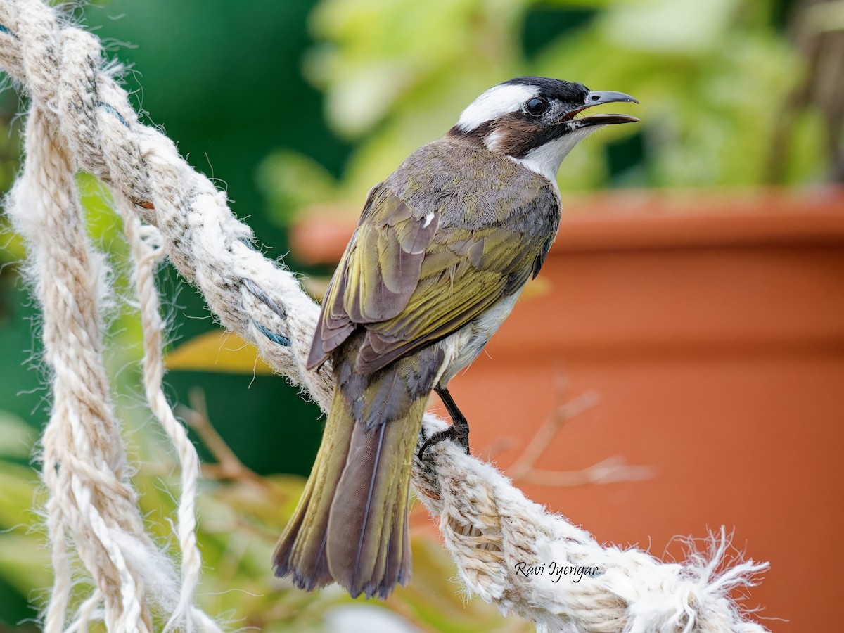 Light-vented Bulbul - Ravi Iyengar