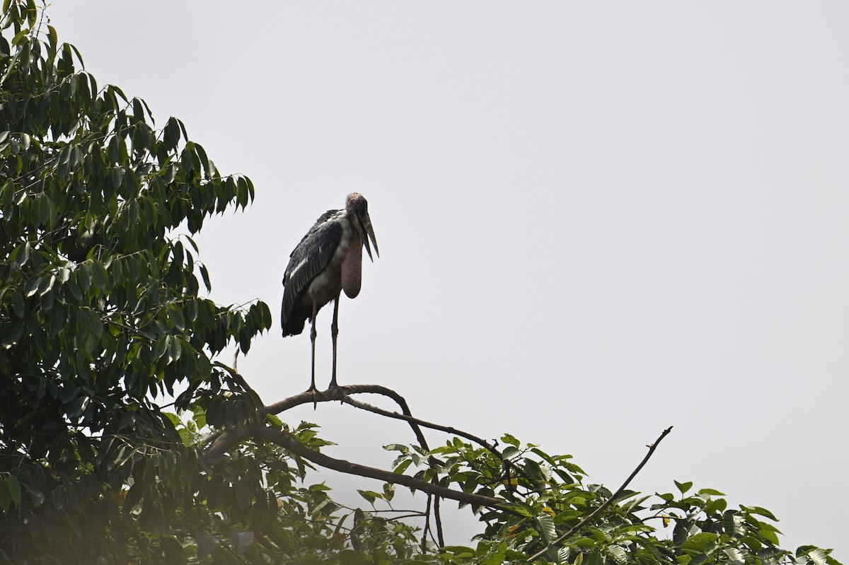 marabu indický - ML619618451