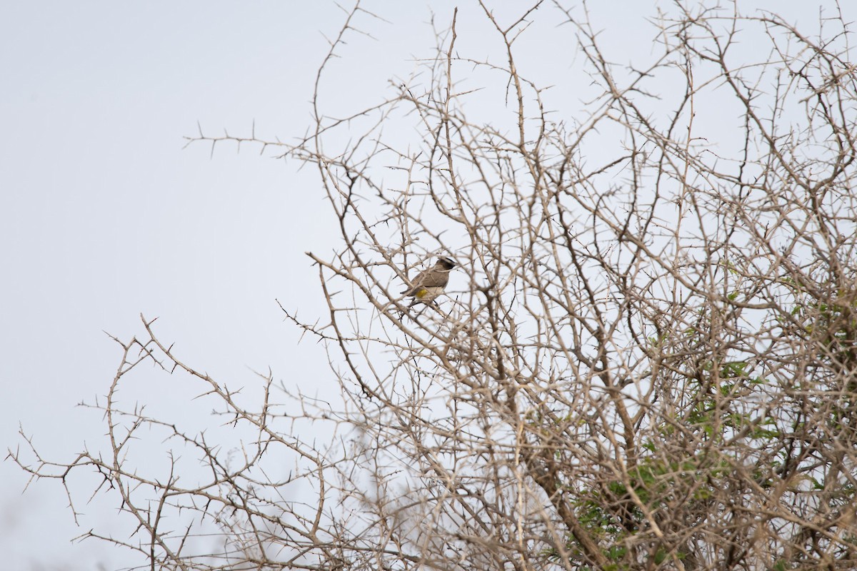 Common Bulbul - Christiaen MOUS