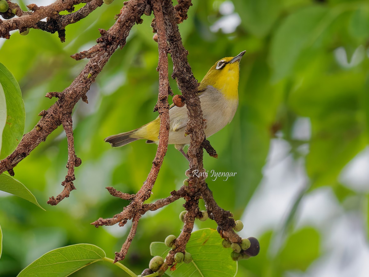 Swinhoe's White-eye - Ravi Iyengar