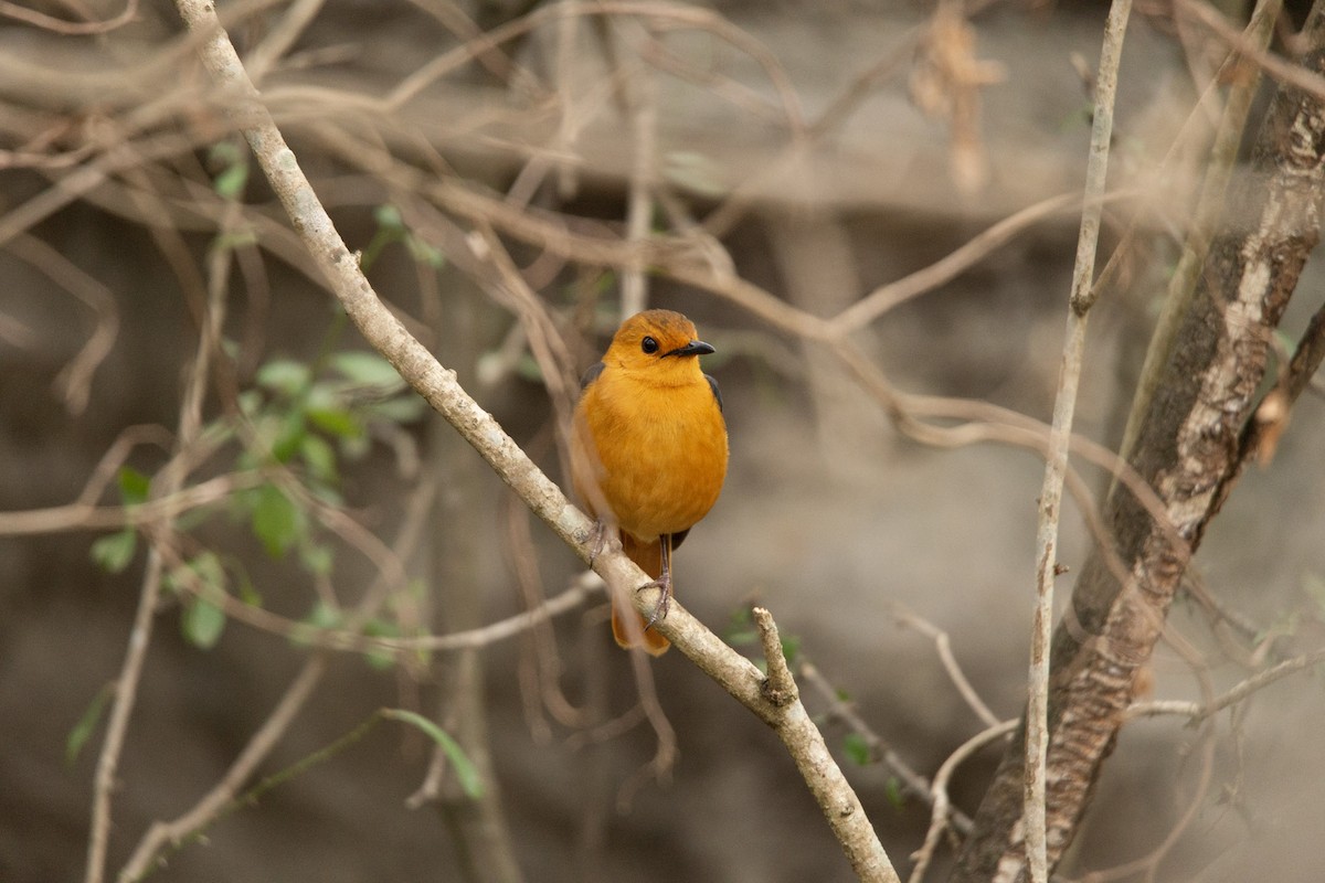 Red-capped Robin-Chat - ML619618457