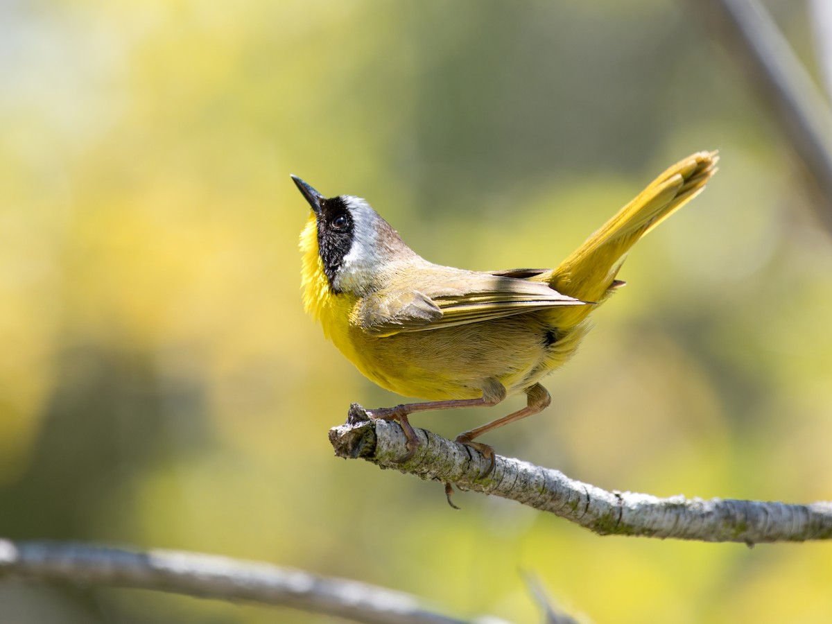 Common Yellowthroat - Cin-Ty Lee