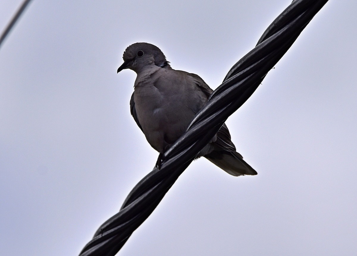 Eurasian Collared-Dove - Joao Freitas