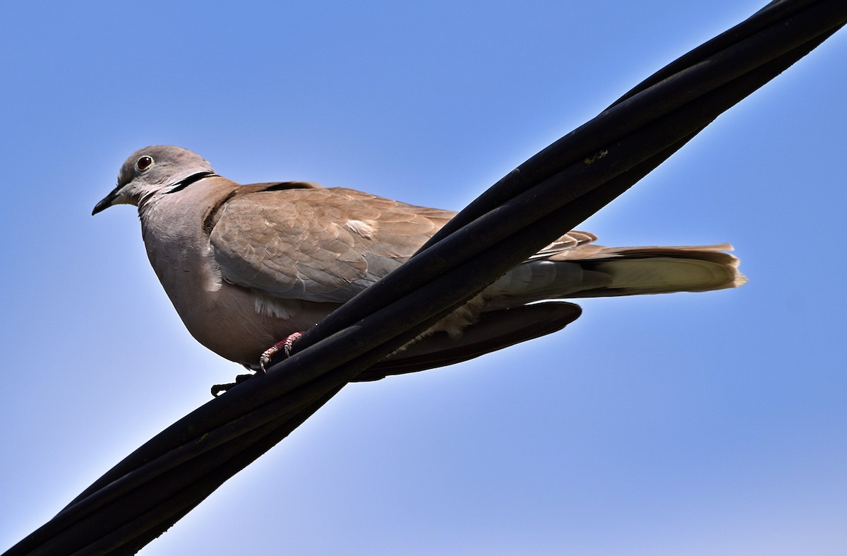 Eurasian Collared-Dove - Joao Freitas