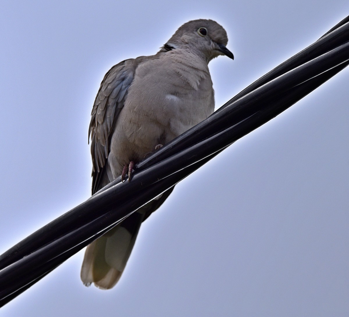 Eurasian Collared-Dove - Joao Freitas