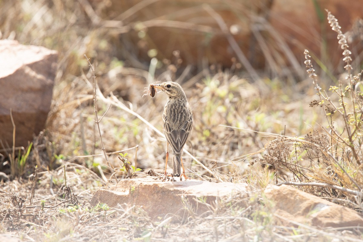 African Pipit - Christiaen MOUS