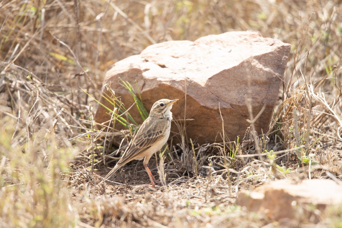 African Pipit - Christiaen MOUS