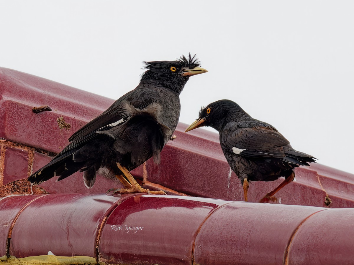 Crested Myna - Ravi Iyengar