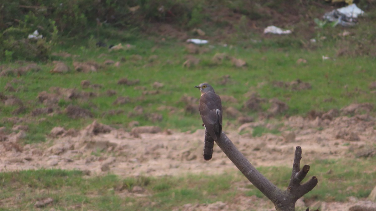 Common Hawk-Cuckoo - Arvindh T