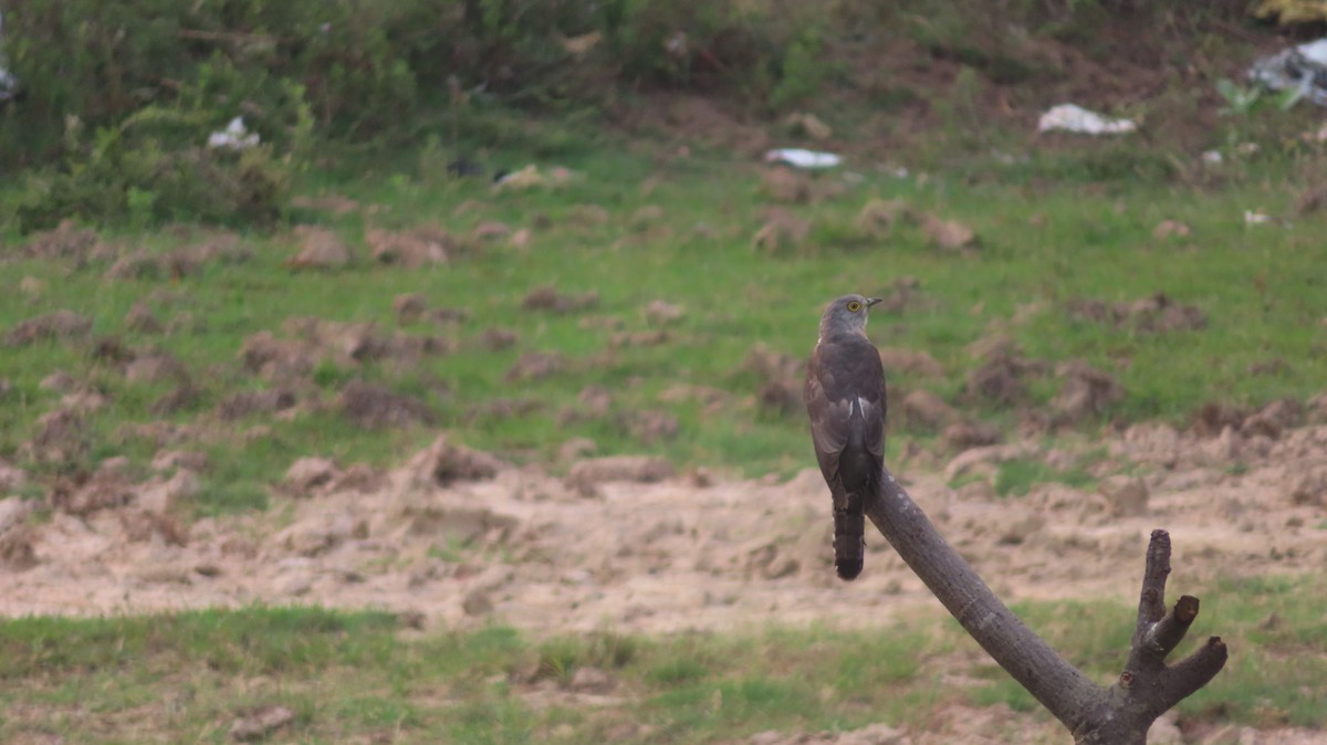 Common Hawk-Cuckoo - Arvindh T