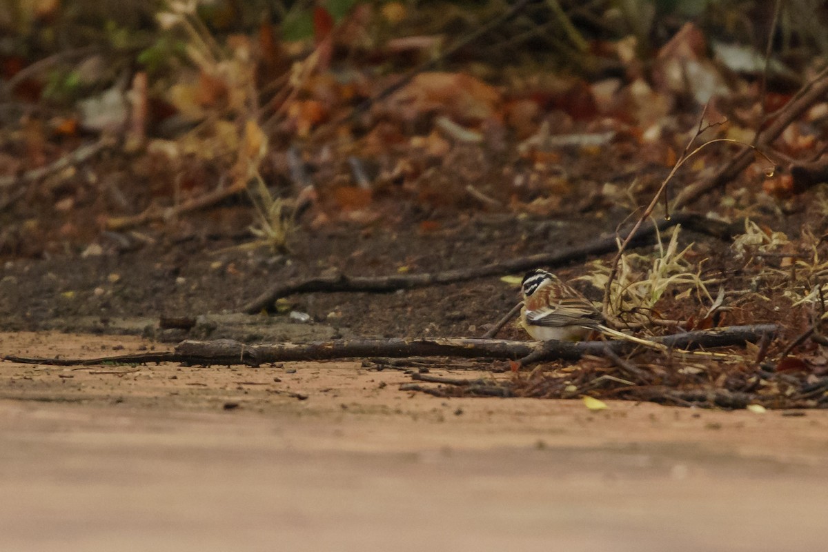 Golden-breasted Bunting - Christiaen MOUS