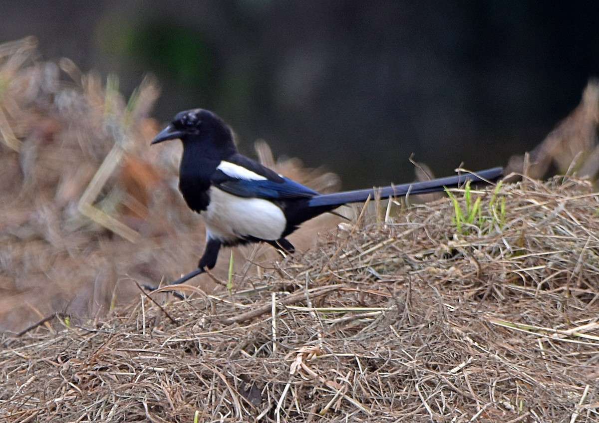 Eurasian Magpie - Joao Freitas