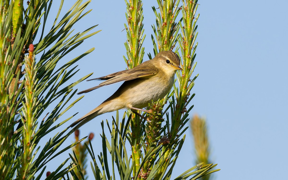 Willow Warbler - Peter Kennerley