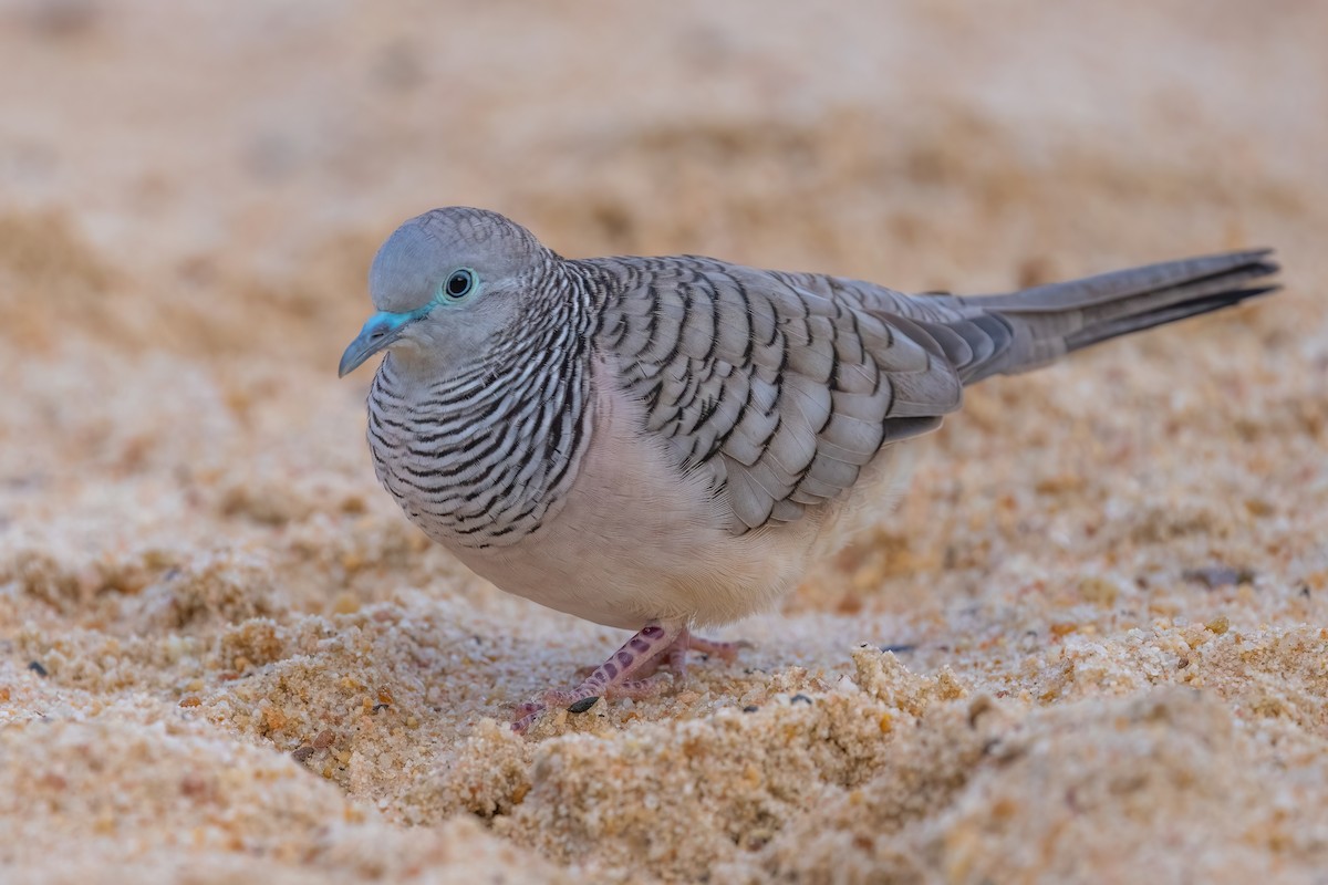 Peaceful Dove - Jaap Velden