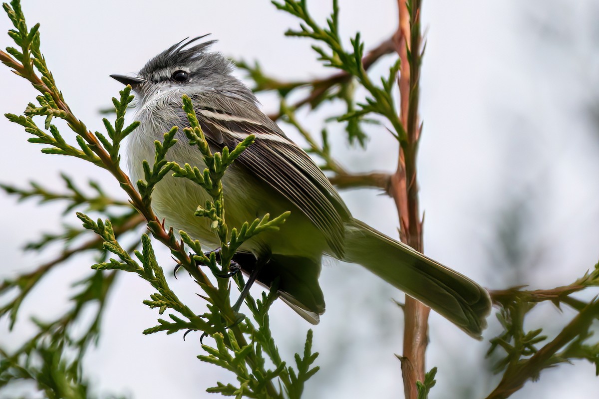 White-crested Tyrannulet - ML619618496