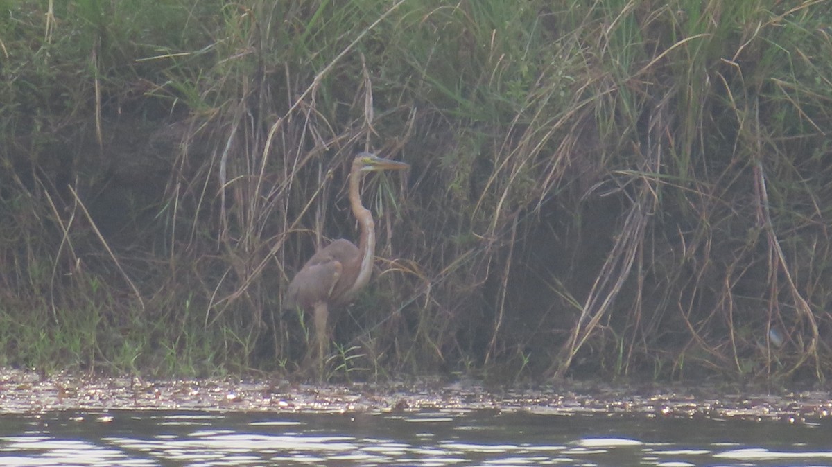 Purple Heron - Arvindh T