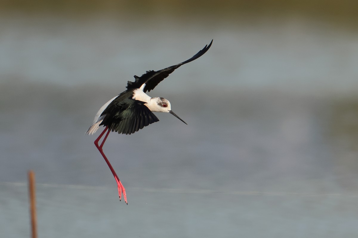 Black-winged Stilt - Lázaro Garzón