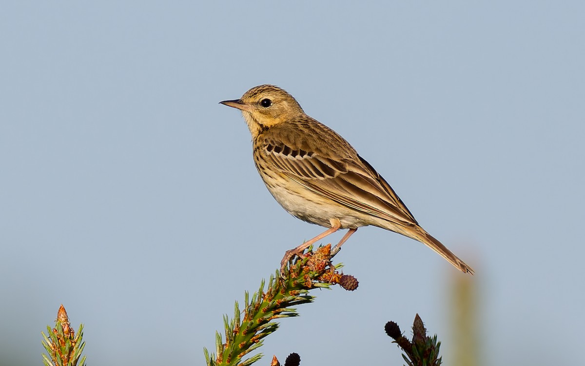 Tree Pipit - ML619618525