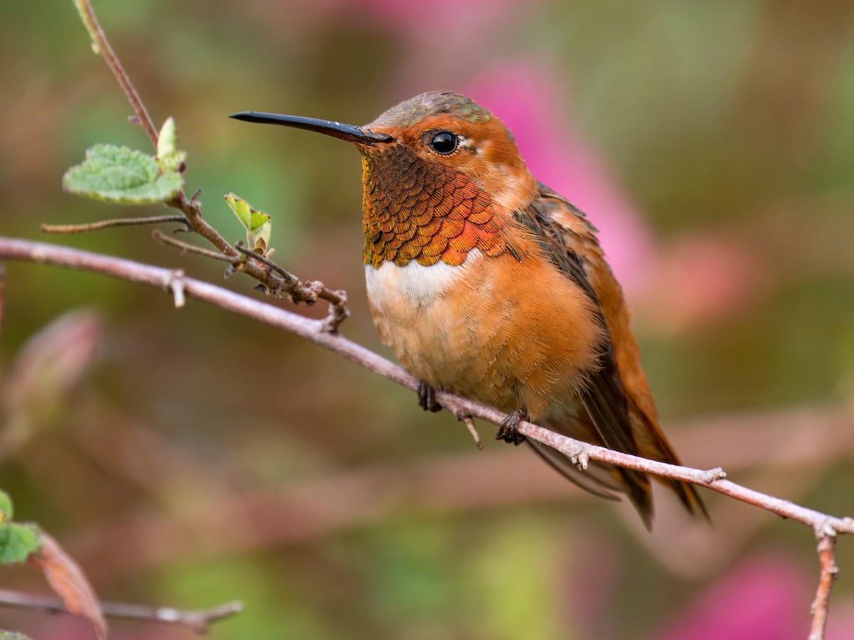 Allen's Hummingbird - ML619618527