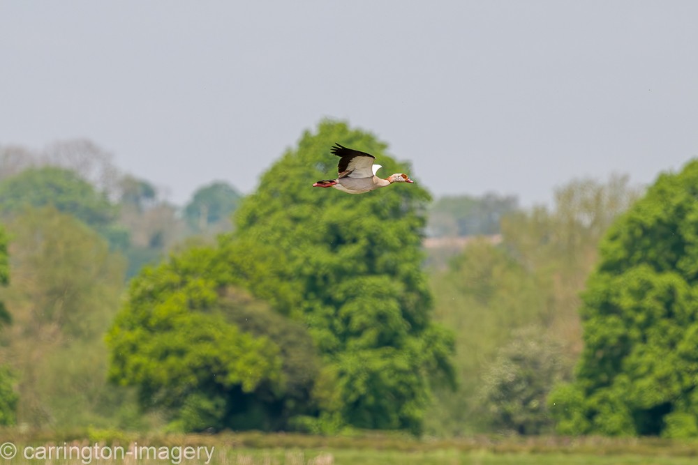 Egyptian Goose - Chris Carrington