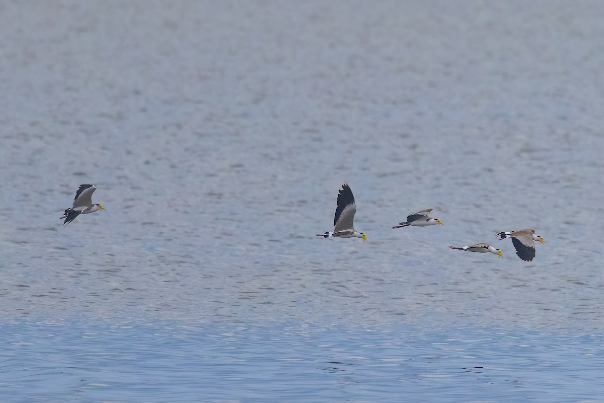 Masked Lapwing (Masked) - Jaap Velden