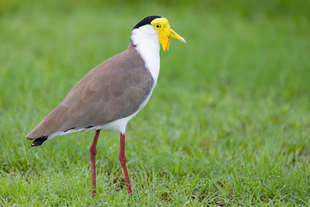 Masked Lapwing (Masked) - Jaap Velden