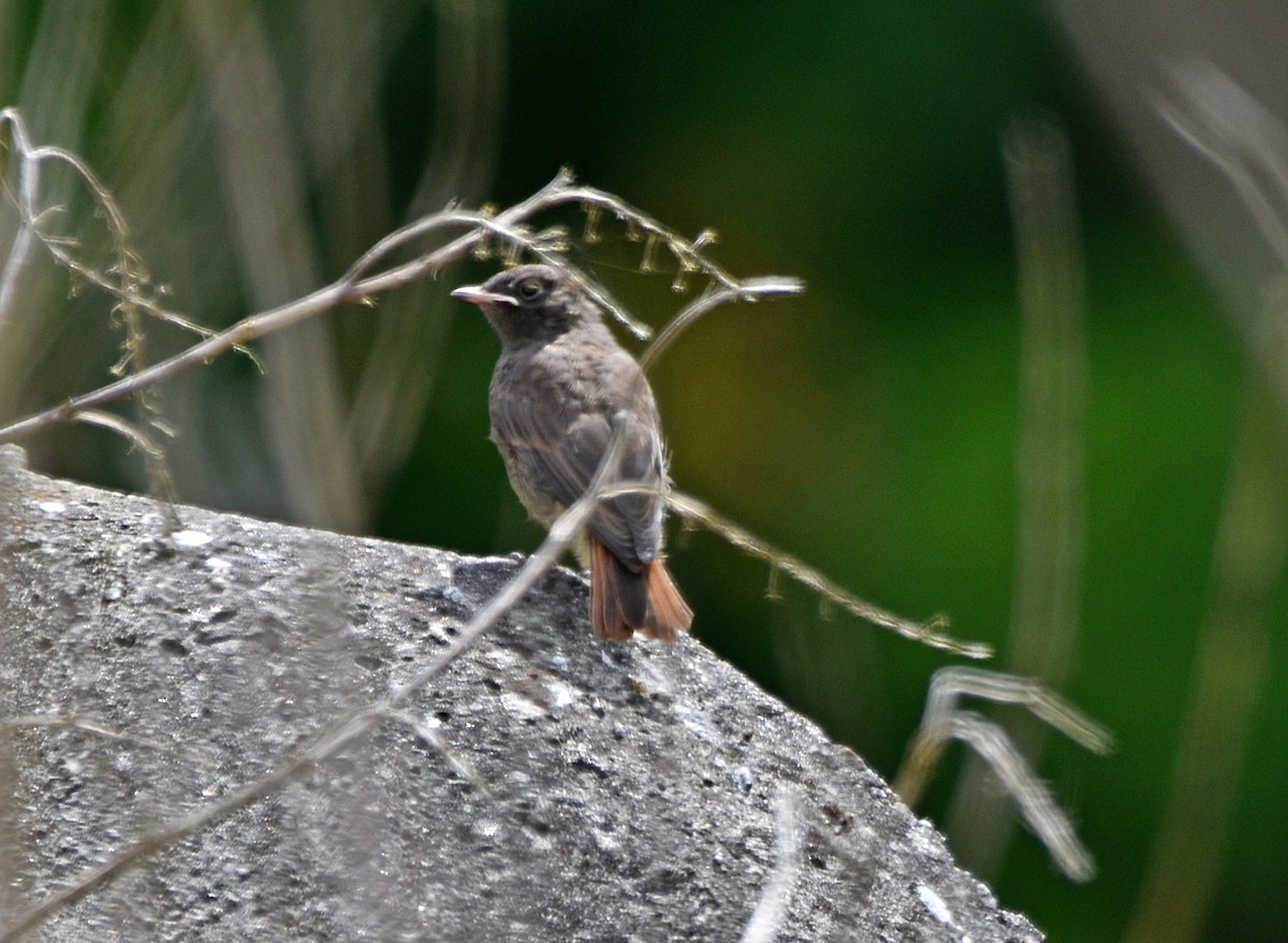 Black Redstart - Joao Freitas