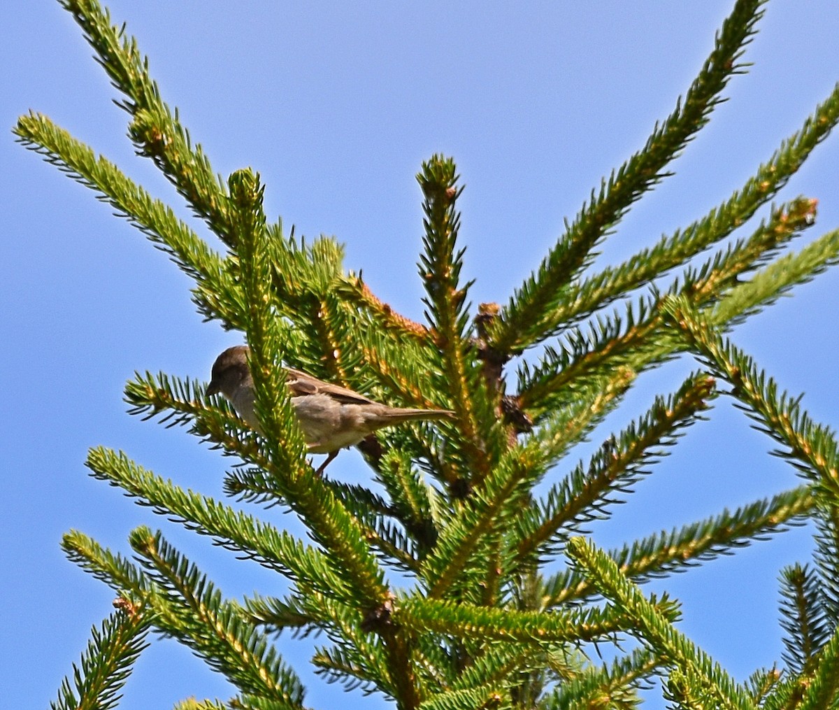 House Sparrow - Joao Freitas