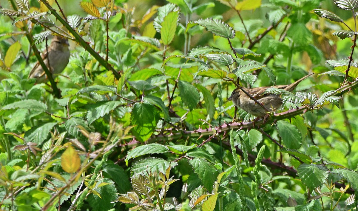 House Sparrow - Joao Freitas