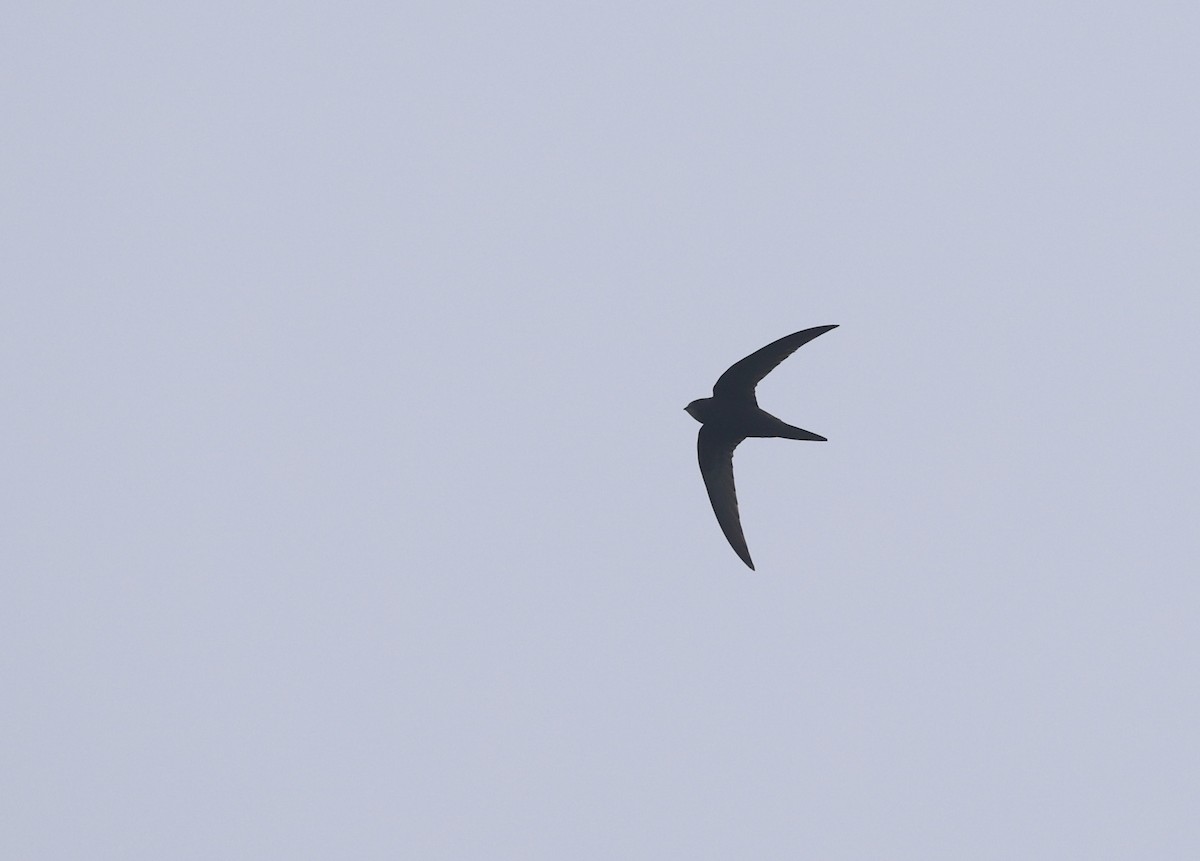 Common Swift - Will Scott