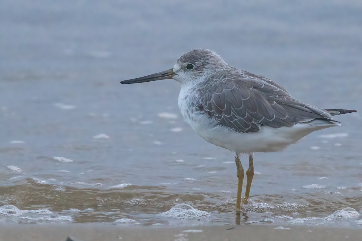 Nordmann's Greenshank - ML619618582